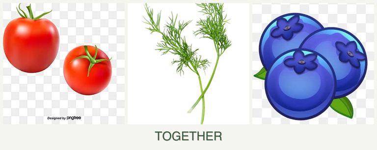 Can you plant tomatoes, dill and blueberries together?
