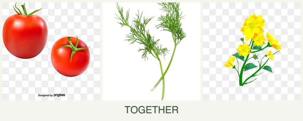 Can you plant tomatoes, dill and calendula together?