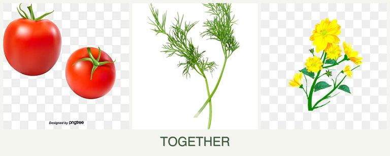 Can you plant tomatoes, dill and calendula together?