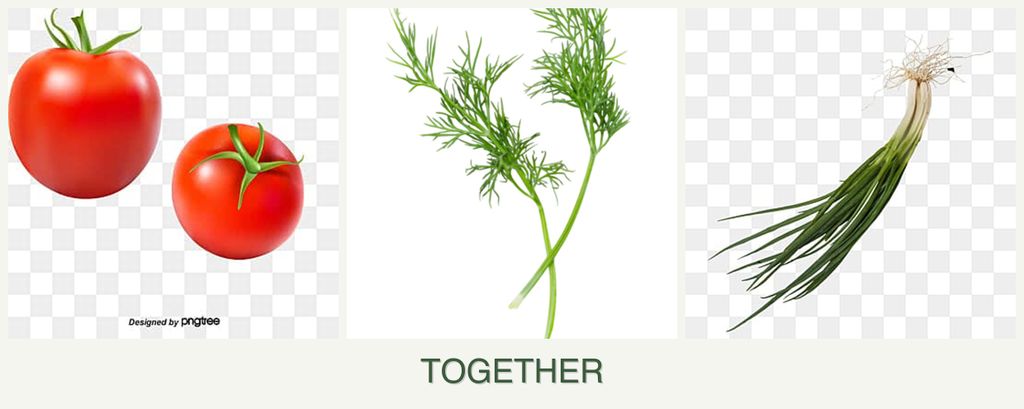Can you plant tomatoes, dill and chives together?