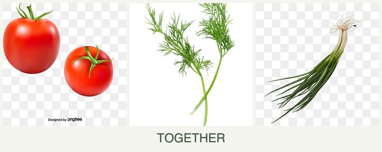 Can you plant tomatoes, dill and chives together?