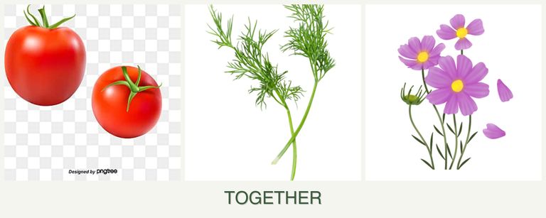 Can you plant tomatoes, dill and cosmos together?