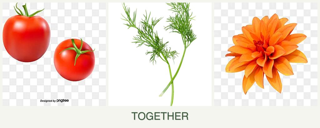 Can you plant tomatoes, dill and dahlias together?