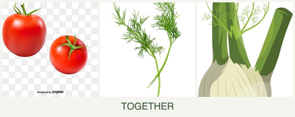 Can you plant tomatoes, dill and fennel together?
