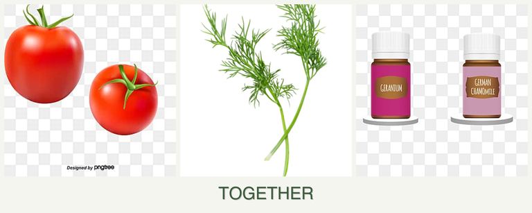 Can you plant tomatoes, dill and geraniums together?