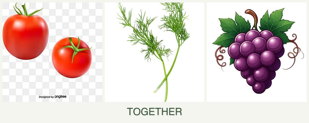 Can you plant tomatoes, dill and grapes together?