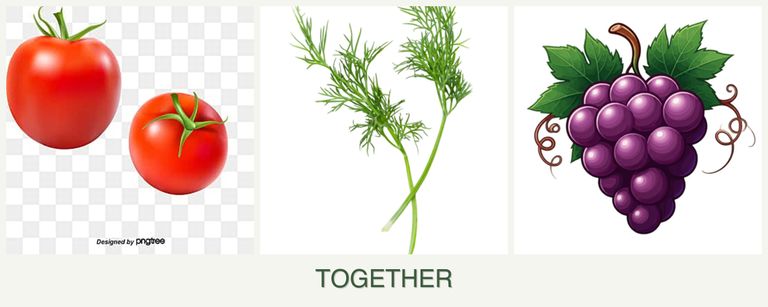 Can you plant tomatoes, dill and grapes together?