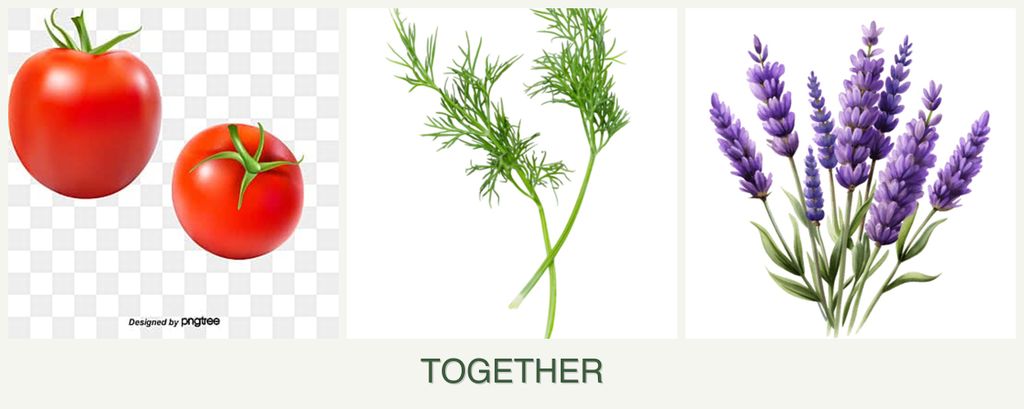 Can you plant tomatoes, dill and lavender together?