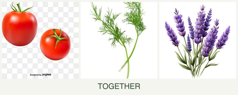 Can you plant tomatoes, dill and lavender together?