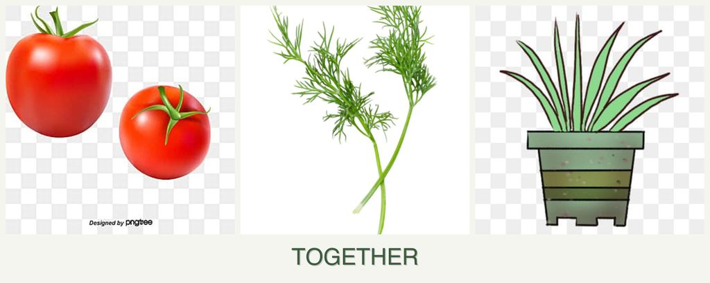 Can you plant tomatoes, dill and lemongrass together?