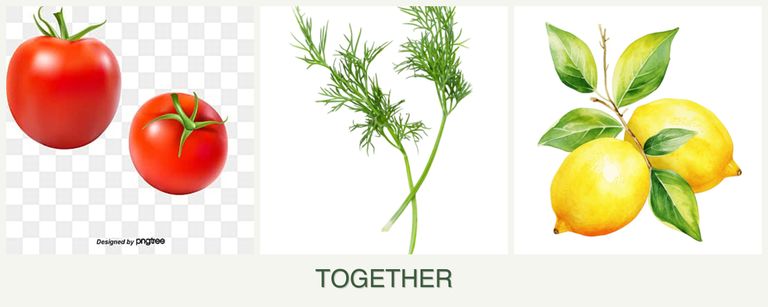 Can you plant tomatoes, dill and lemons together?