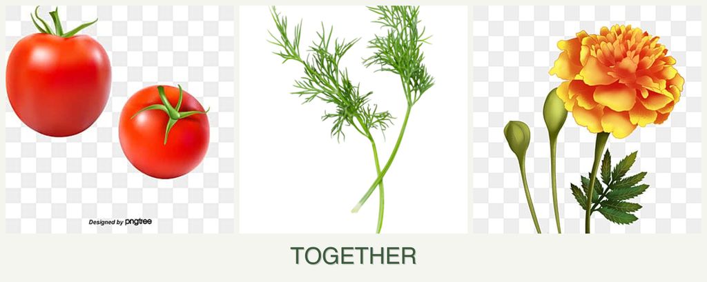 Can you plant tomatoes, dill and marigolds together?