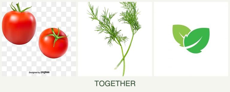 Can you plant tomatoes, dill and mint together?
