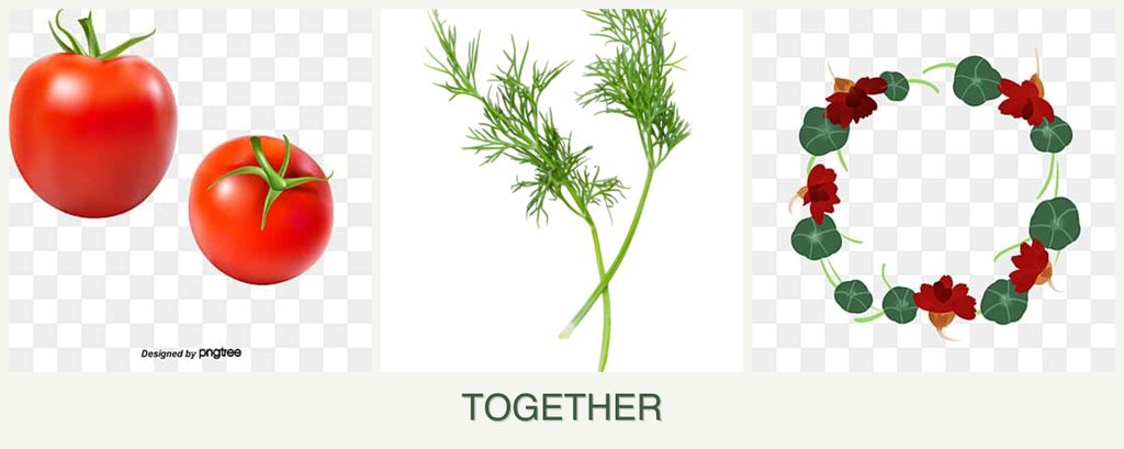 Can you plant tomatoes, dill and nasturtiums together?