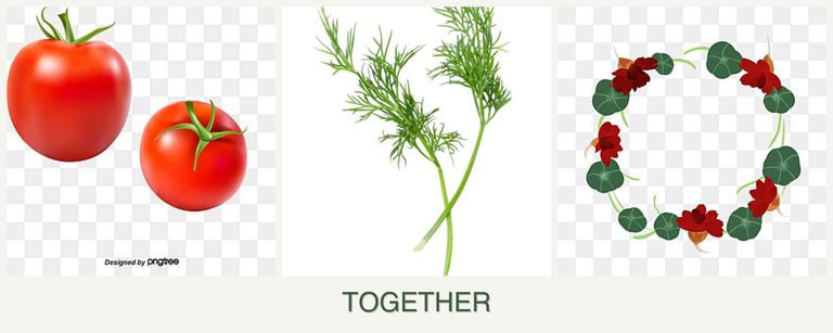 Can you plant tomatoes, dill and nasturtiums together?