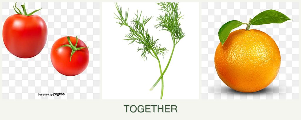 Can you plant tomatoes, dill and oranges together?