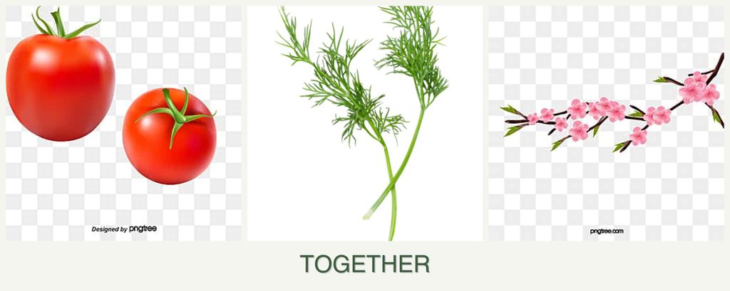 Can you plant tomatoes, dill and peaches together?
