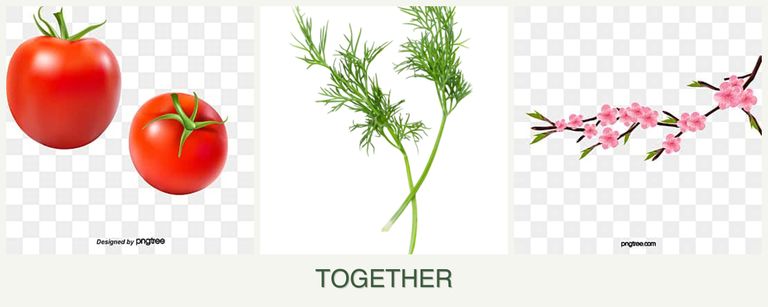 Can you plant tomatoes, dill and peaches together?