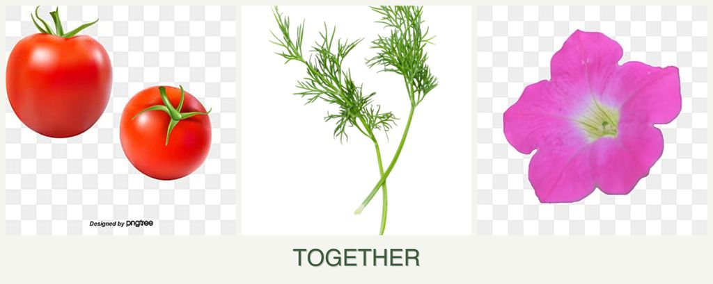 Can you plant tomatoes, dill and petunias together?