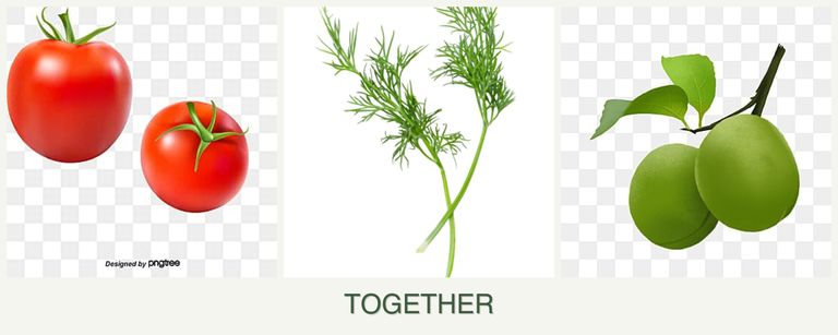 Can you plant tomatoes, dill and plums together?