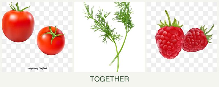 Can you plant tomatoes, dill and raspberries together?