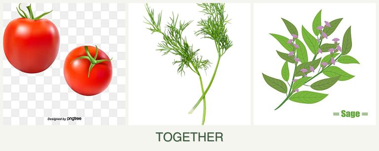 Can you plant tomatoes, dill and sage together?
