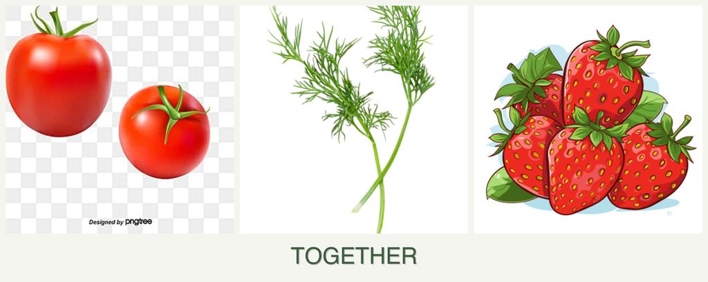 Can you plant tomatoes, dill and strawberries together?