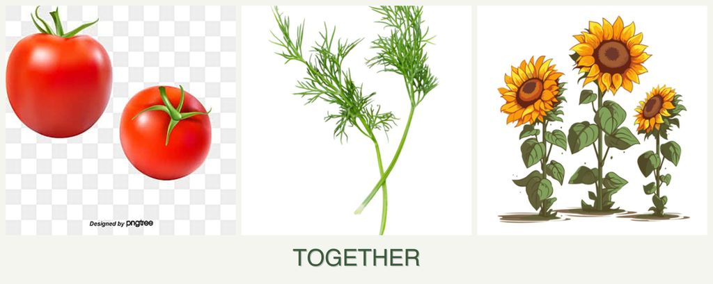Can you plant tomatoes, dill and sunflowers together?