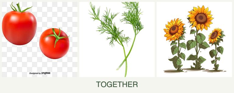 Can you plant tomatoes, dill and sunflowers together?