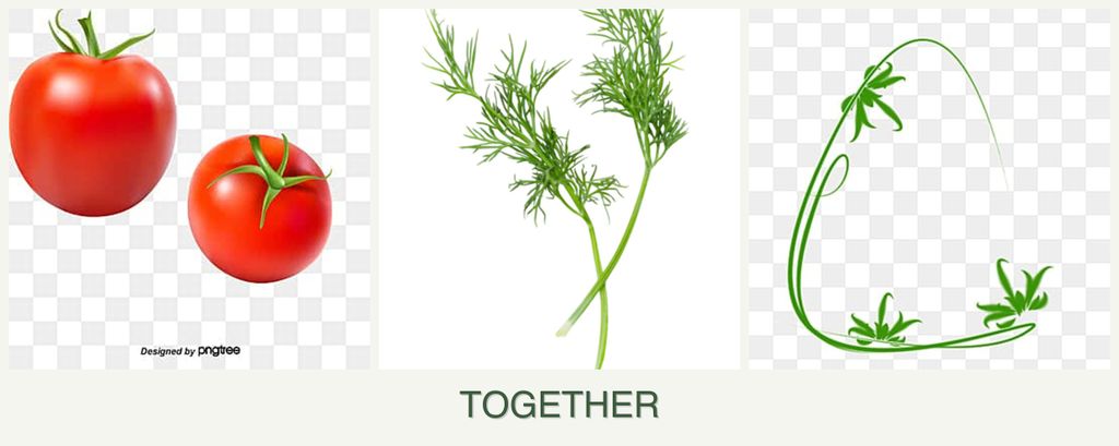 Can you plant tomatoes, dill and tarragon together?
