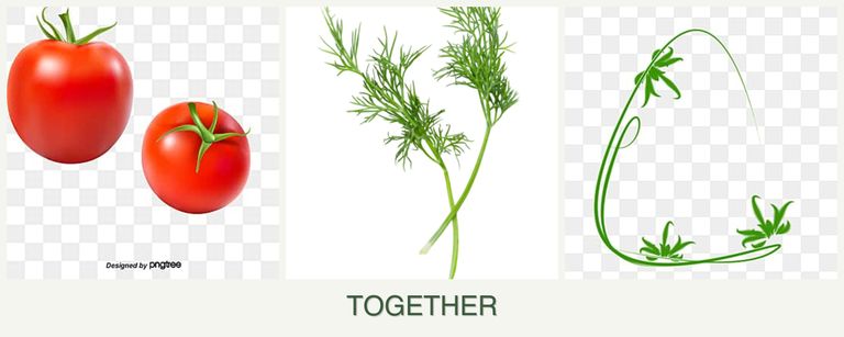 Can you plant tomatoes, dill and tarragon together?