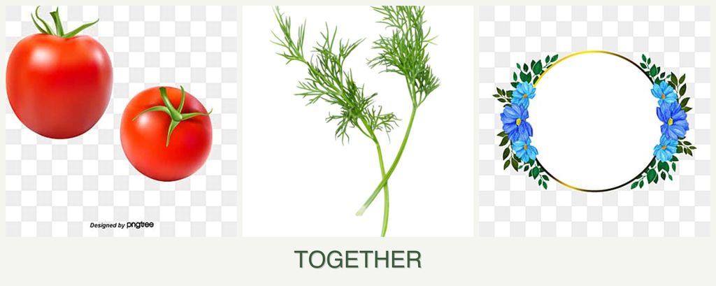 Can you plant tomatoes, dill and zinnias together?