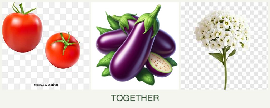 Can you plant tomatoes, eggplant and alyssum together?