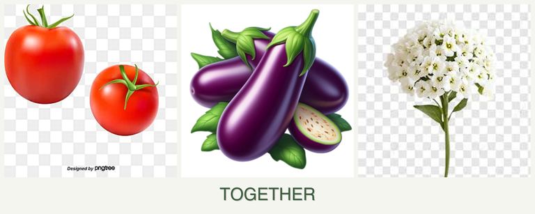 Can you plant tomatoes, eggplant and alyssum together?