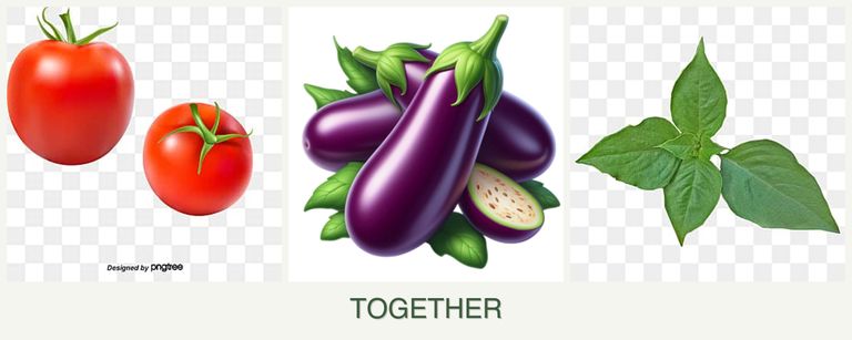 Can you plant tomatoes, eggplant and basil together?