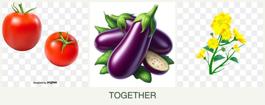 Can you plant tomatoes, eggplant and calendula together?