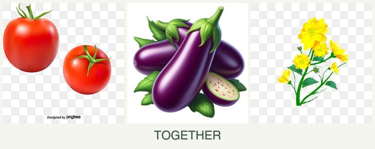 Can you plant tomatoes, eggplant and calendula together?