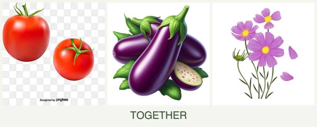Can you plant tomatoes, eggplant and cosmos together?