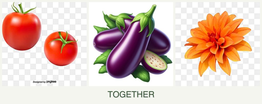 Can you plant tomatoes, eggplant and dahlias together?