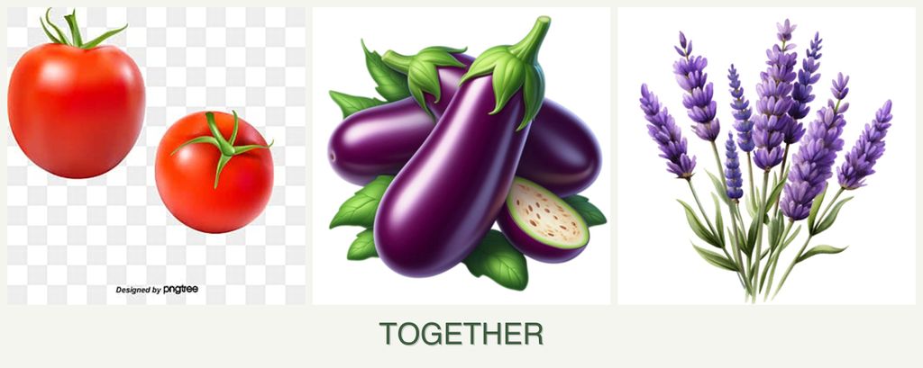 Can you plant tomatoes, eggplant and lavender together?