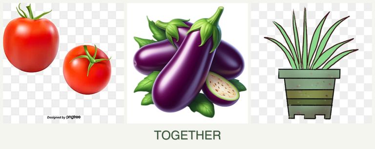 Can you plant tomatoes, eggplant and lemongrass together?
