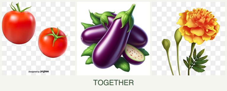 Can you plant tomatoes, eggplant and marigolds together?