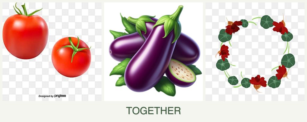 Can you plant tomatoes, eggplant and nasturtiums together?