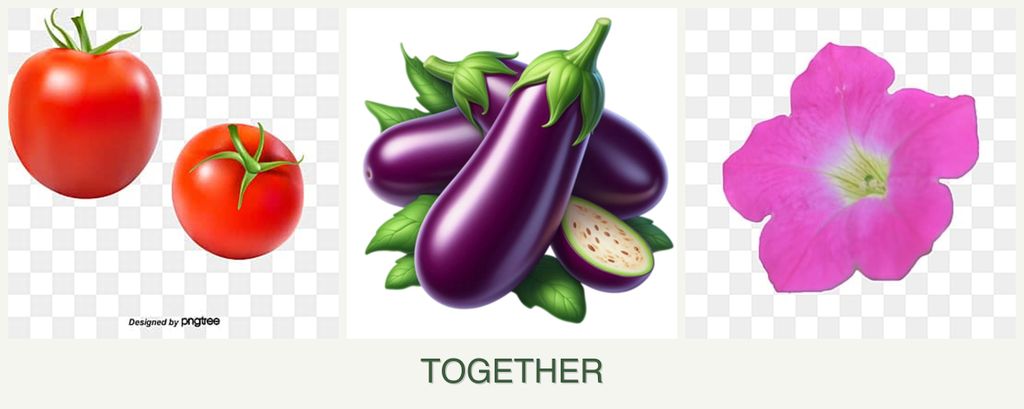Can you plant tomatoes, eggplant and petunias together?