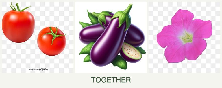 Can you plant tomatoes, eggplant and petunias together?