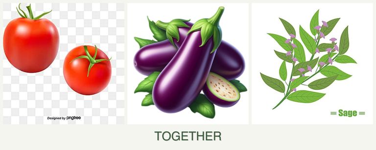 Can you plant tomatoes, eggplant and sage together?
