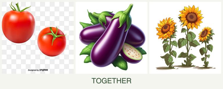 Can you plant tomatoes, eggplant and sunflowers together?