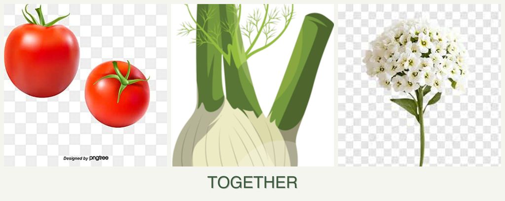 Can you plant tomatoes, fennel and alyssum together?
