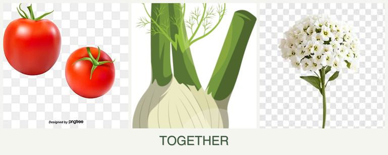 Can you plant tomatoes, fennel and alyssum together?
