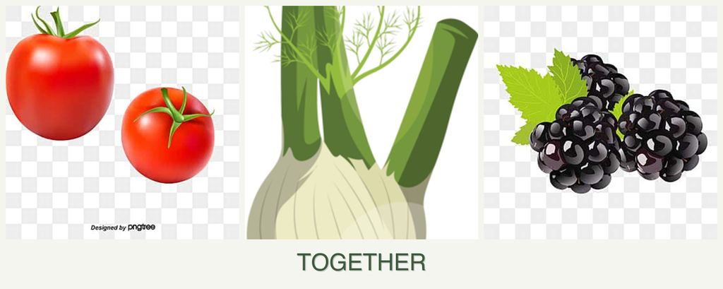 Can you plant tomatoes, fennel and blackberries together?